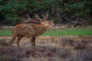 European Red Deer Drucke: Red, Deer; Cervus elaphus