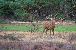 European Red Deer Drucke: Red, Deer; Cervus elaphus