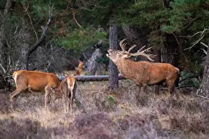 European Red Deer Drucke: Red, Deer; Cervus elaphus