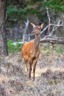 European Red Deer Drucke: Red, Deer; Cervus elaphus