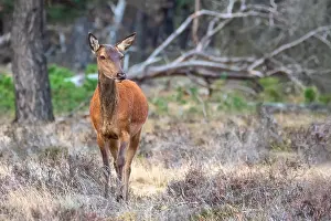 European Red Deer Drucke: Red, Deer; Cervus elaphus