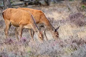 European Red Deer Drucke: Red, Deer; Cervus elaphus