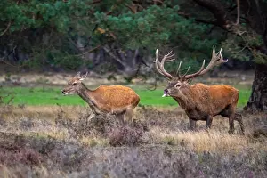 European Red Deer Drucke: Red, Deer; Cervus elaphus