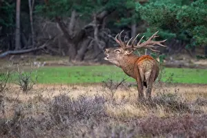 European Red Deer Drucke: Red, Deer; Cervus elaphus