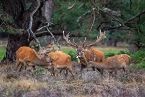 European Red Deer Drucke: Red, Deer; Cervus elaphus