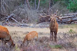 European Red Deer Drucke: Red, Deer; Cervus elaphus