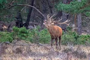 European Red Deer Drucke: Red, Deer; Cervus elaphus