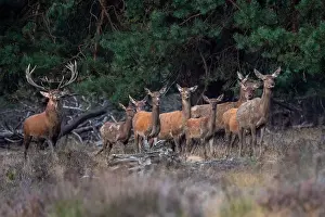 European Red Deer Drucke: Red, Deer; Cervus elaphus
