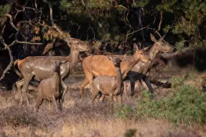 European Red Deer Drucke: Red, Deer; Cervus elaphus