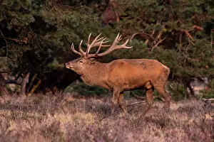 European Red Deer Drucke: Red, Deer; Cervus elaphus