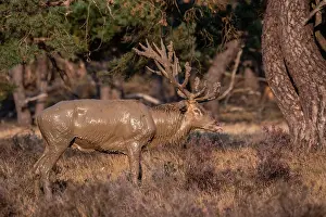 European Red Deer Drucke: Red, Deer; Cervus elaphus