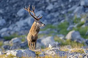 Red Deer Cervus Elaphus Drucke: Red Deer, Cervus elaphus