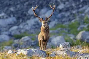 European Red Deer Species Drucke: Red Deer, Cervus elaphus