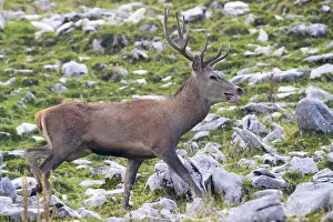 Red Deer Italy Drucke: Red Deer, Cervus elaphus