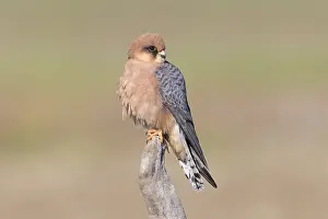 Raptor Species Drucke: Red-footed Falcon