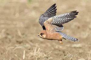 European Raptors Drucke: Red-footed Falcon