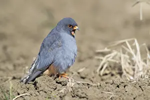 Raptor Wildlife Photography Drucke: Red-footed Falcon