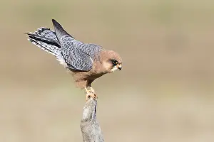 Raptor Wildlife Photography Drucke: Red-footed Falcon