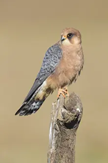 Raptor Wildlife Images Drucke: Red-footed Falcon