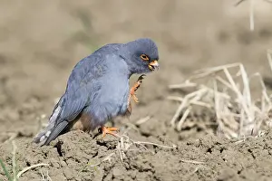 Rotschenkel-Falke