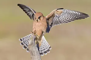 Raptor Species Drucke: Red-footed Falcon