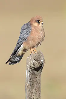 Rotschenkel-Falke