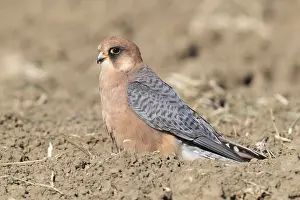 Raptor Species Drucke: Red-footed Falcon