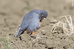 Rotschenkel-Falke