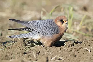 Raptor Images Drucke: Red-footed Falcon