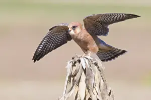 Raptor Species Drucke: Red-footed Falcon