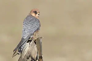 Raptor Species Drucke: Red-footed Falcon