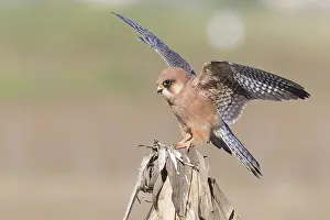 Birds Of Prey Images Drucke: Red-footed Falcon