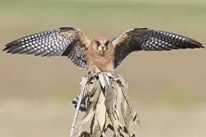 Raptor Species Drucke: Red-footed Falcon