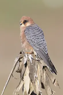 Wildlife Portrait Photography Drucke: Red-footed Falcon