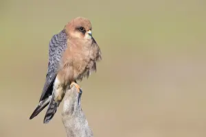 Raptor Wildlife Photography Drucke: Red-footed Falcon