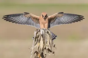 European Raptors Drucke: Red-footed Falcon