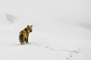 Yellow Stone National Park Images Drucke: Red Fox