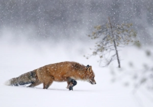 Vulpes Vulpes Species Drucke: Red Fox, Vulpes vulpes