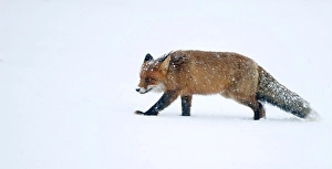 Vulpes Vulpes Species Drucke: Red Fox, Vulpes vulpes