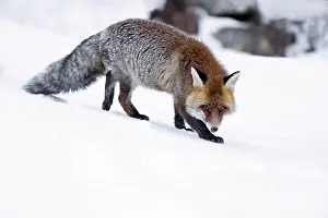 Vulpes Vulpes Species Drucke: Red Fox, Vulpes vulpes