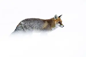 Vulpes Vulpes Species Drucke: Red Fox, Vulpes vulpes
