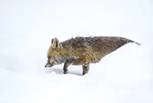 Vulpes Vulpes Species Drucke: Red Fox, Vulpes vulpes