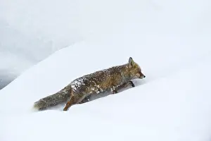 Vulpes Vulpes Species Drucke: Red Fox, Vulpes vulpes