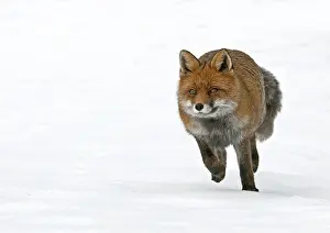 Vulpes Vulpes Species Drucke: Red Fox, Vulpes vulpes
