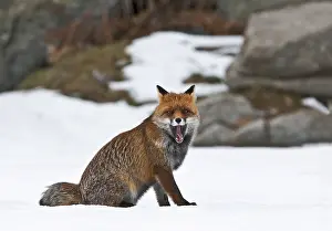 Vulpes Vulpes Species Drucke: Red Fox, Vulpes vulpes