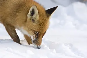Netherlands Wildlife Images Drucke: Red Fox; Vulpes vulpes