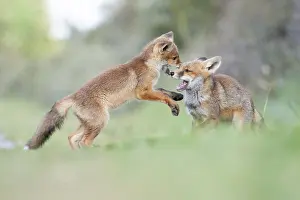 Vulpes Vulpes Species Drucke: Red Fox, Vulpes vulpes