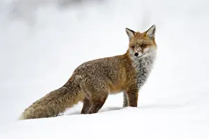 Vulpes Vulpes Species Drucke: Red Fox, Vulpes vulpes