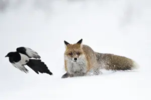 Vulpes Vulpes Species Drucke: Red Fox, Vulpes vulpes