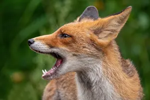 Vulpes Vulpes Images Drucke: Red Fox, Vulpes vulpes